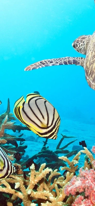 PeelitStickit Underwater, Undersea Wall Murals, ID-078, vinyl