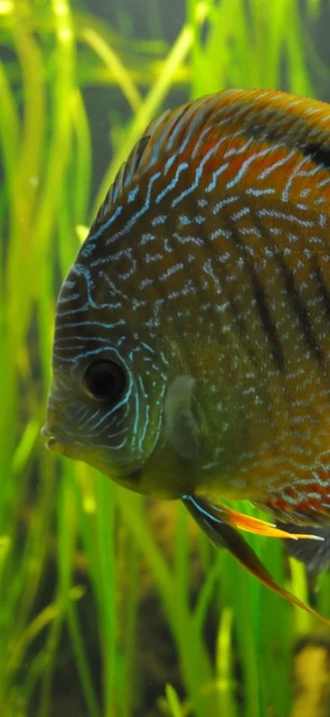 PeelitStickit Underwater, Undersea Wall Murals, ID-077, vinyl