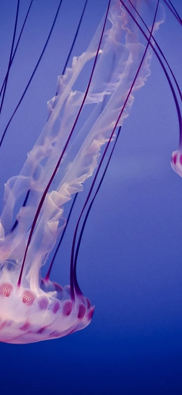 PeelitStickit Underwater, Undersea Wall Murals, ID-076, vinyl