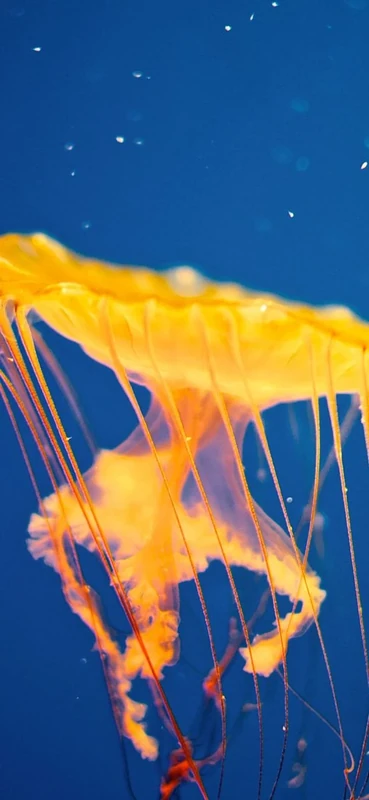 PeelitStickit Underwater, Undersea Wall Murals, ID-072, vinyl