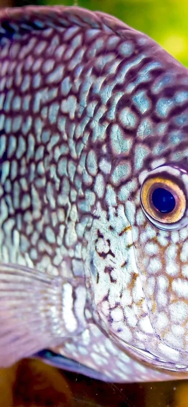 PeelitStickit Underwater, Undersea Wall Murals, ID-082, vinyl