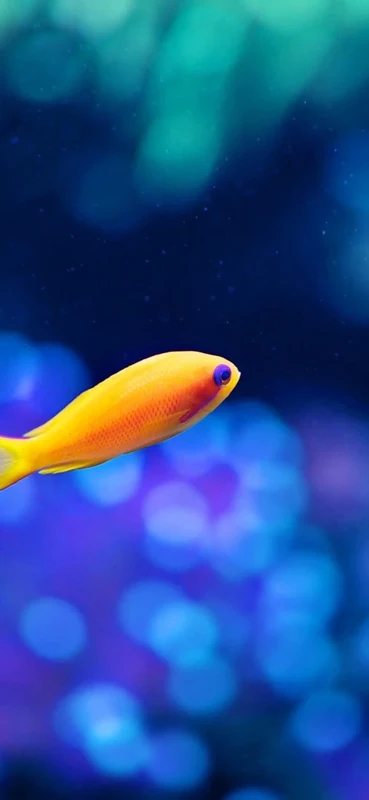 PeelitStickit Underwater, Undersea Wall Murals, ID-085, vinyl