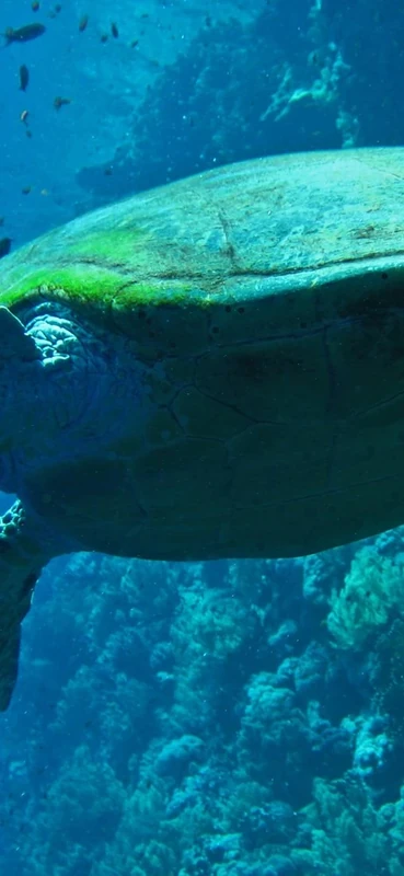 PeelitStickit Underwater, Undersea Wall Murals, ID-089, vinyl