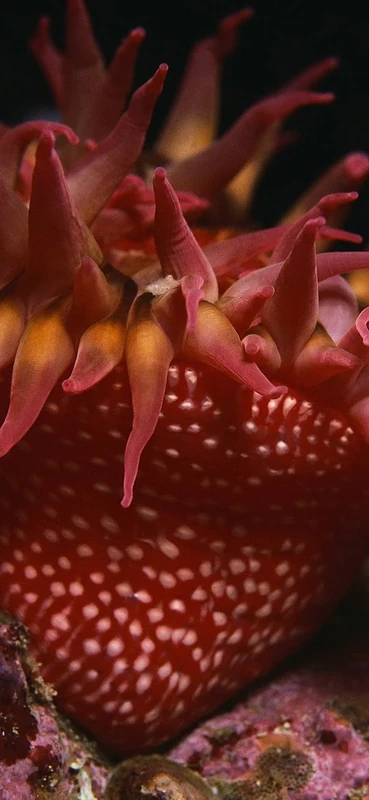 PeelitStickit Underwater, Undersea Wall Murals, ID-093, vinyl