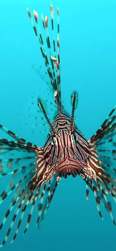 PeelitStickit Underwater, Undersea Wall Murals, ID-095, vinyl