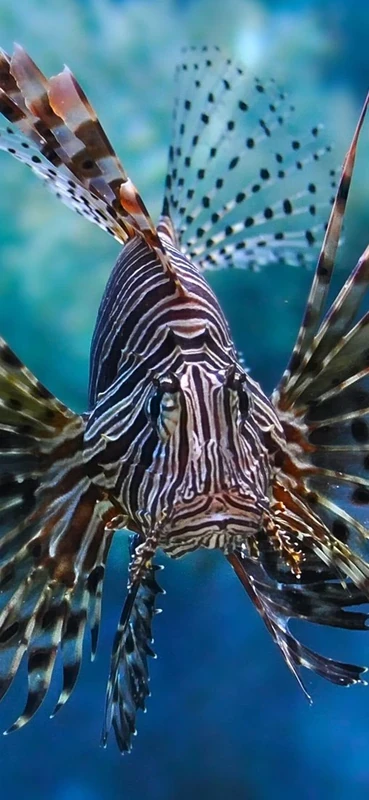 PeelitStickit Underwater, Undersea Wall Murals, ID-098, vinyl