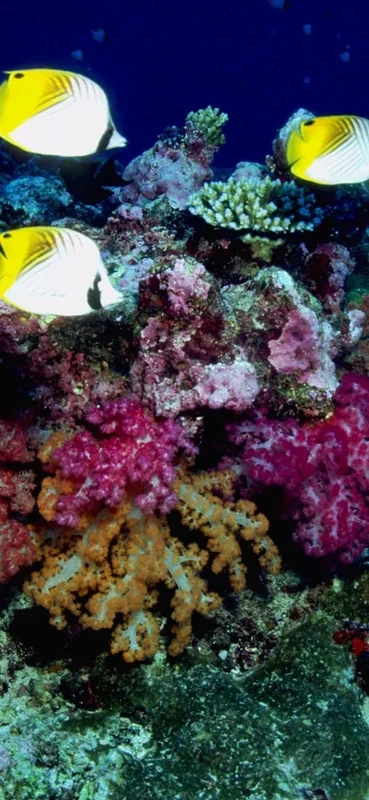 PeelitStickit Underwater, Undersea Wall Murals, ID-104, vinyl