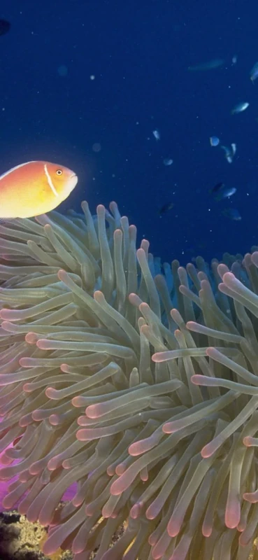 PeelitStickit Underwater, Undersea Wall Murals, ID-106, vinyl