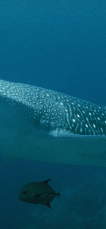 PeelitStickit Underwater, Undersea Wall Murals, ID-103, vinyl