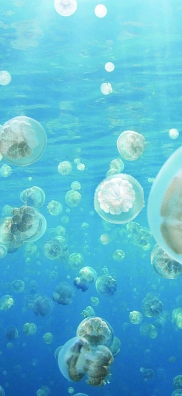 PeelitStickit Underwater, Undersea Wall Murals, ID-100, vinyl