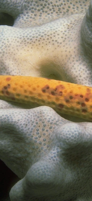 PeelitStickit Underwater, Undersea Wall Murals, ID-110, vinyl