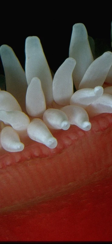 PeelitStickit Underwater, Undersea Wall Murals, ID-116, vinyl