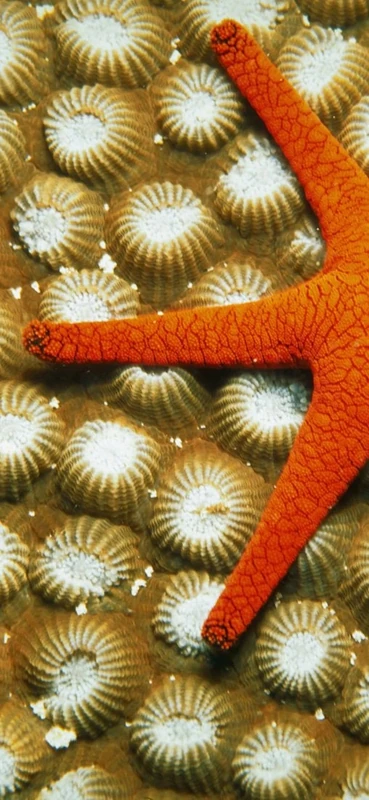 PeelitStickit Underwater, Undersea Wall Murals, ID-107, vinyl