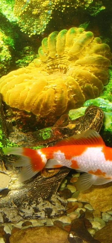 PeelitStickit Underwater, Undersea Wall Murals, ID-121, vinyl