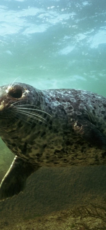 PeelitStickit Underwater, Undersea Wall Murals, ID-122, vinyl