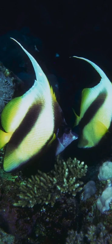 PeelitStickit Underwater, Undersea Wall Murals, ID-127, vinyl