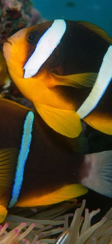 PeelitStickit Underwater, Undersea Wall Murals, ID-132, vinyl