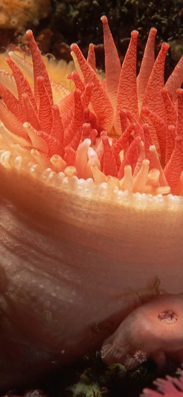 PeelitStickit Underwater, Undersea Wall Murals, ID-131, vinyl