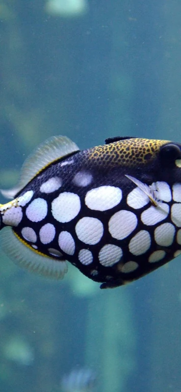 PeelitStickit Underwater, Undersea Wall Murals, ID-139, vinyl