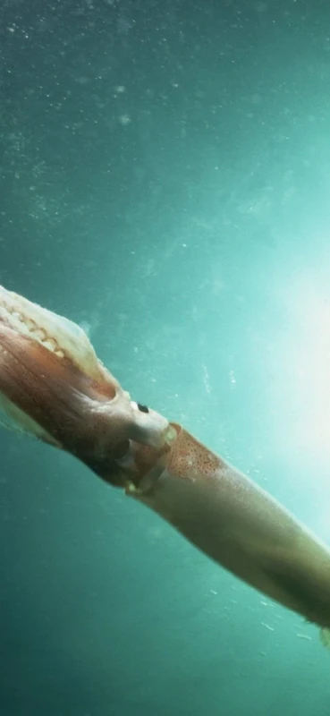 PeelitStickit Underwater, Undersea Wall Murals, ID-144, vinyl