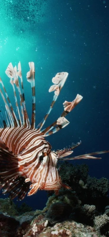 PeelitStickit Underwater, Undersea Wall Murals, ID-146, vinyl