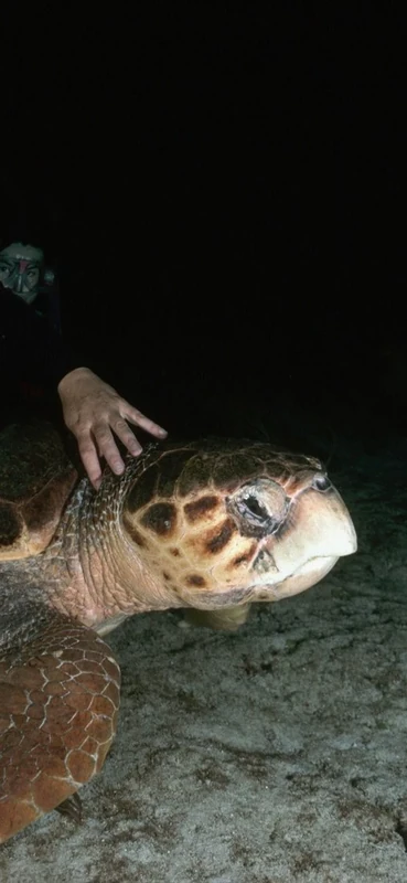 PeelitStickit Underwater, Undersea Wall Murals, ID-147, vinyl