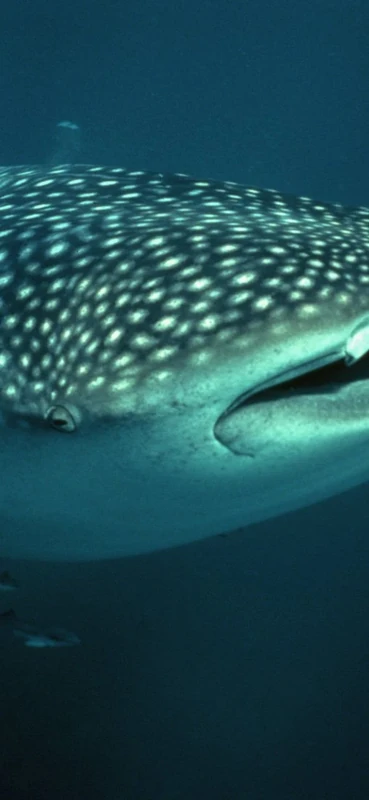 PeelitStickit Underwater, Undersea Wall Murals, ID-151, vinyl