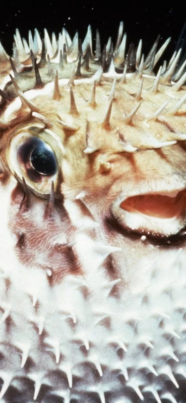 PeelitStickit Underwater, Undersea Wall Murals, ID-152, vinyl