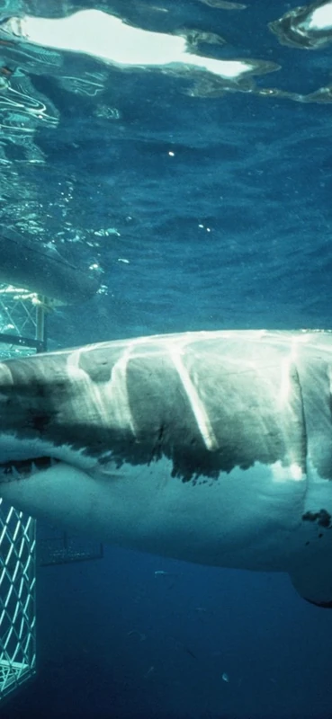 PeelitStickit Underwater, Undersea Wall Murals, ID-162, vinyl