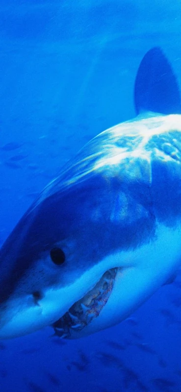 PeelitStickit Underwater, Undersea Wall Murals, ID-173, vinyl