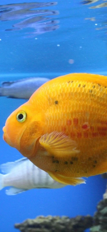 PeelitStickit Underwater, Undersea Wall Murals, ID-170, vinyl