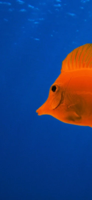 PeelitStickit Underwater, Undersea Wall Murals, ID-182, vinyl