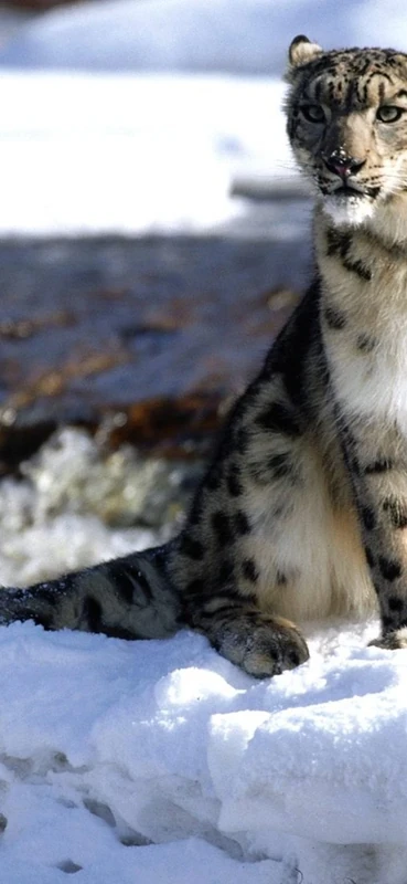 PeelitStickit White Tiger, Animal Wall Murals ID-044, vinyl