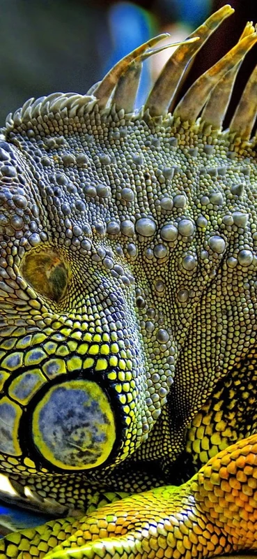 PeelitStickit Zoomed in Lizard, Animal Wall Murals ID-085, vinyl
