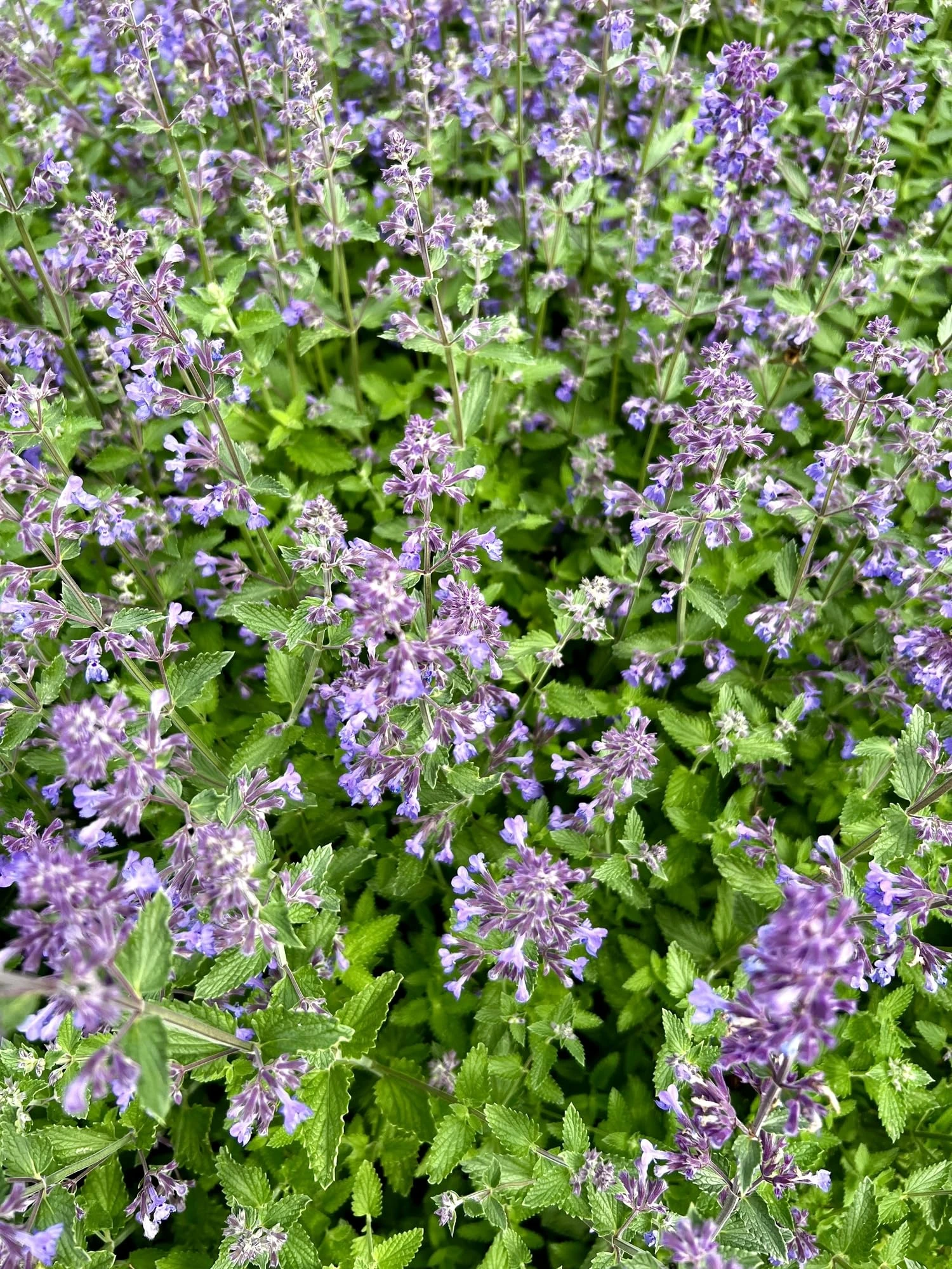 Just Seed - Herb - Catmint - Catnip - Nepeta cataria - 1500 Seeds