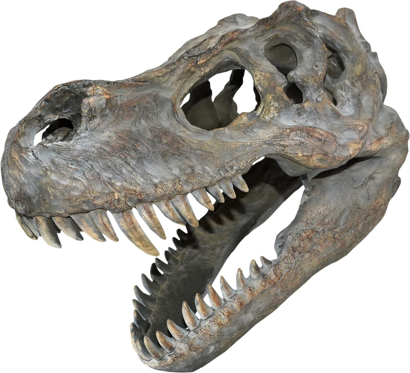 Nemesis Now Tyrannosaurus Rex Skull Small Wall Plaque 31cm Brown - Image 1