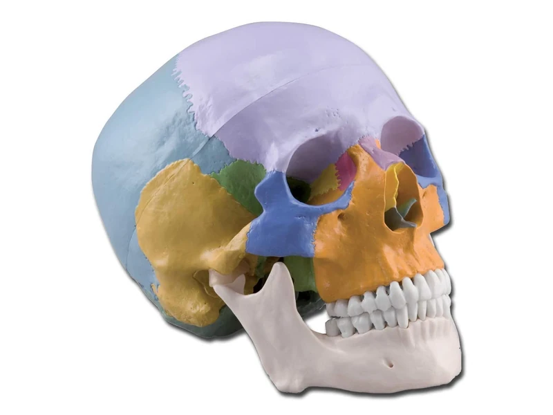 Gima - Anatomical Model of Human Skull, Coloured, Highly Detailed, Modular 3 Parts, Magnification 1 X