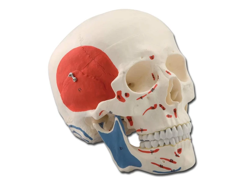 Gima - Anatomical Model of Human Skull, Muscolar, Highly Detailed, Modular 3 Parts, Magnification 1 X