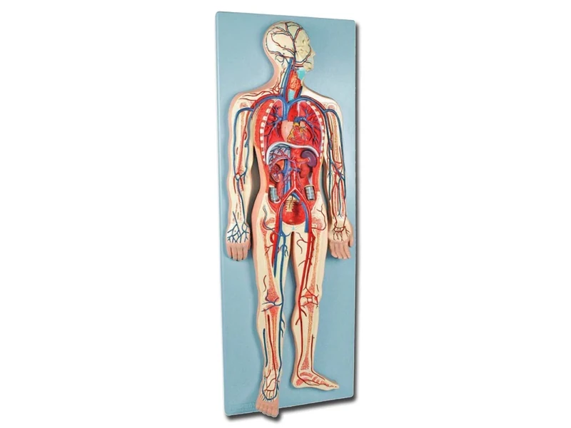 Gima - Anatomical Model of Human Circulatory System, Highly Detailed, 2 Parts, 1/2 Natural Size.