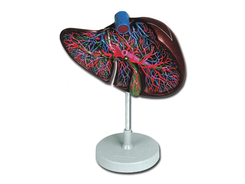 Gima - Anatomical Model of Human Liver, Sectioned, 1 Part, Magnification 1.5X