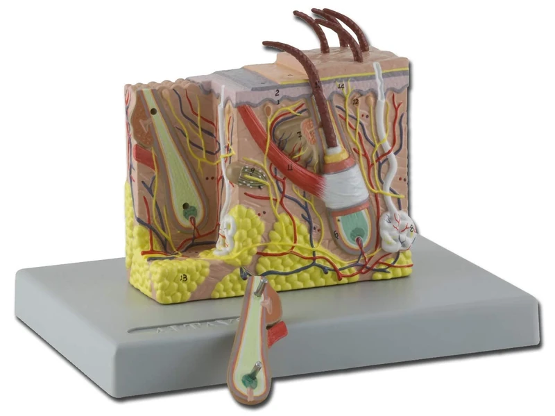 Gima - Anatomical Model of Human Skin, Sectioned, Highly Detailed, Tridimensional, Modular in 2 Parts, Magnification 30X