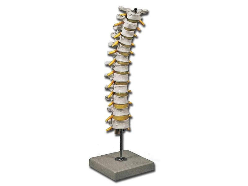 Gima - Anatomical Model of Human Thoracic Spinal Column, Highly Detailed, Magnification 1X