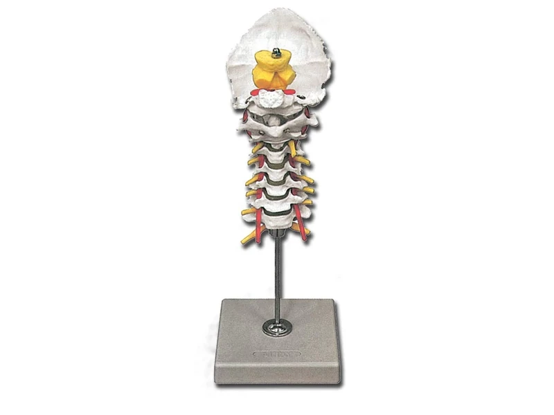 Gima - Anatomical Model of Human Cervical Spinal Column, Highly Detailed, Magnification 1X