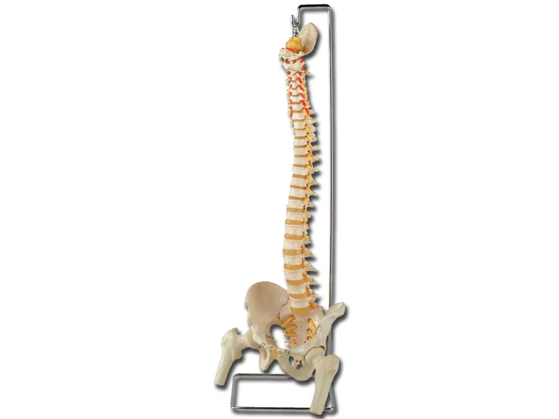 Gima - Anatomical Model of Human Vertebral Column with Femur Heads, Highly Detailed, Magnification 1X