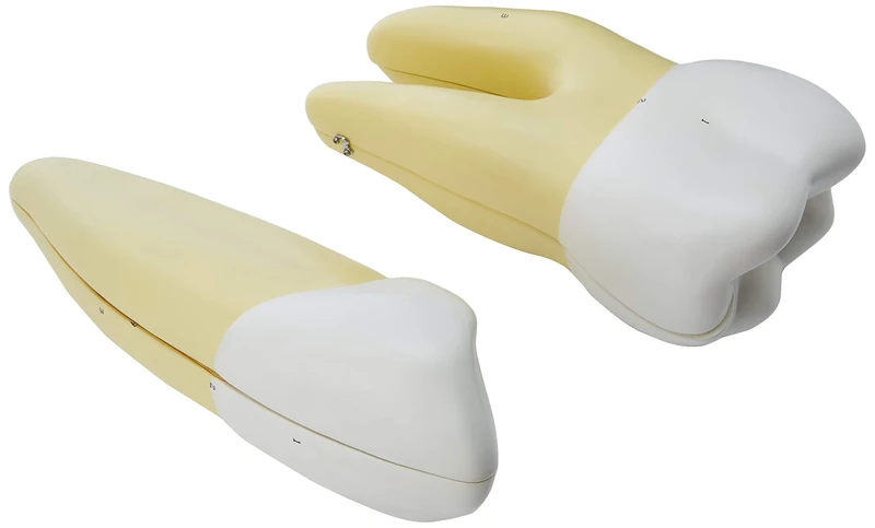 Gima - Anatomical Model of 3 Theeth Set: Canine, Molar and Incisor, Highly Detailed, Modular 5 Parts, Magnification 10 X