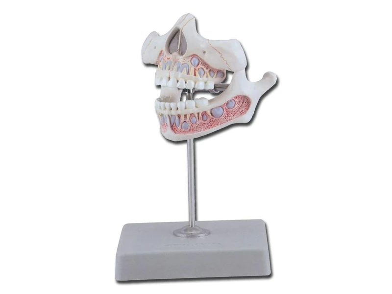 Gima - Anatomical Model of Decidous Teeth, Milk Teeth, Highly Detailed, Magnification 1 X