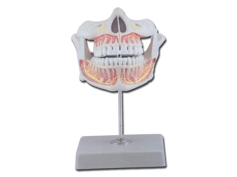 Gima - Anatomical Model of Permanent Teeth Model, Highly Detailed, Magnification 1 X