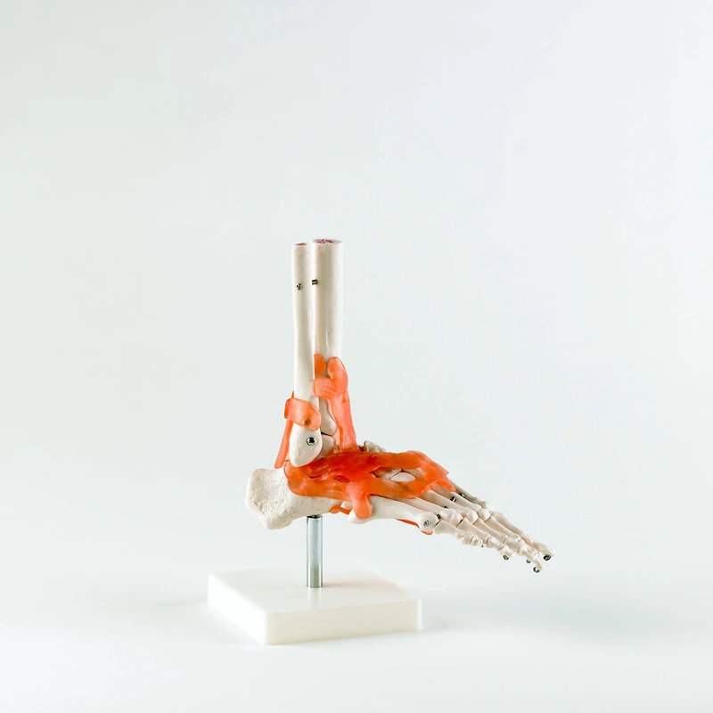 Real Patterson's Foot Joint with Ligaments