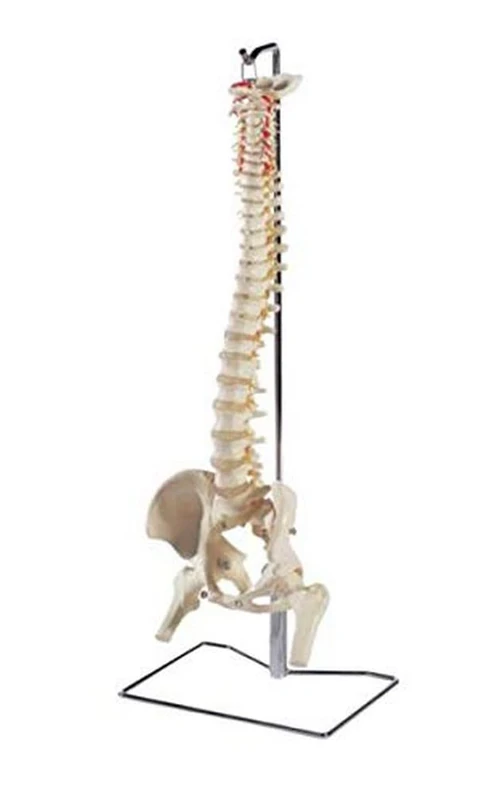 Patterson Classic Spine with Heads, Ideal for Anatomy Education - Image 1