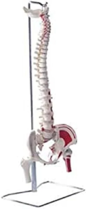 Patterson Deluxe Flexible Spine with fémorales Heads and Painted Muscles - Image 1